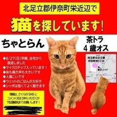 迷い猫の情報お待ちしております🙇‍♀️🙇‍♀️🙇‍♀️