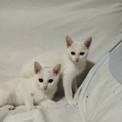 白猫(3ヶ月の女の子たち)