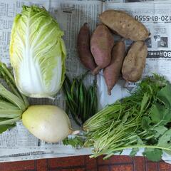 【お取引先決定済み】白菜と聖護院と野菜