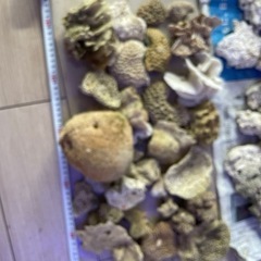 大量サンゴ②