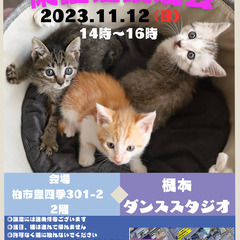 11/12（日）☆猫カフェ風☆根本ダンススタジオ保護猫譲渡会