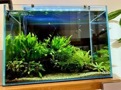ADA 水槽 フルセット 陰性水草水槽