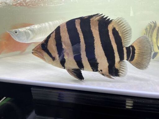 《最終値下げ！》ダトニオ プラスワン28cm～30cm‼️