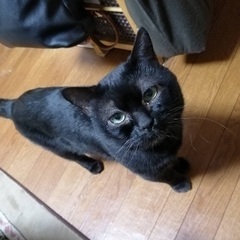 【東海市】迷子の黒猫を探しています
