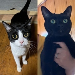 【里親さん決まりました】ハチワレ・黒猫メス2匹(姉妹)の画像