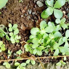 🌱子宝草 苗 500円~ ガーデニング 多肉植物 交換可能