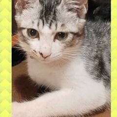 🐈保護猫15匹と暮らしております🐈寄付大歓迎 - 助け合い