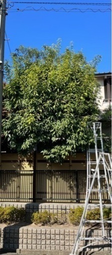 ★植木の剪定作業★
