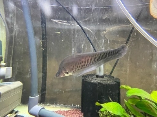 ロイヤルナイフ　約20cm