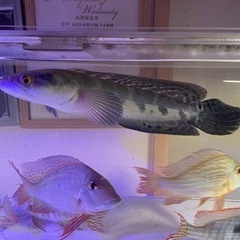 【直接引取限定】2匹セット、チャンナ・マルリオイデス、プラチナヒレ長鯉