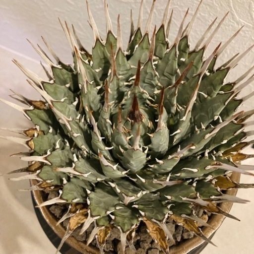 お値下げ☆【大特価！！希少種！！】アガベ・ユタエンシス・エボリスピナ