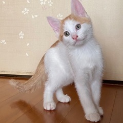 ①茶白のイケメン仔猫！命を繋げてくださる方募集！堕胎手術直前に救...