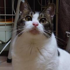 多頭飼いにも向いてます😊３～４才  ニャンコ誰とでも仲良くなれる...