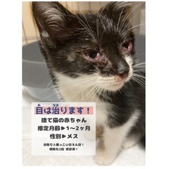 【病院済】人間大好き！捨て猫の赤ちゃん