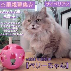 里親様決定 ｱﾘｶﾞﾄｳｺﾞｻﾞｲﾏｼﾀ!!😸サイベリアン💜ベリ...