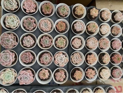 韓国苗 多肉植物美苗 交配種 100苗セット 2-4cm実生　限定品