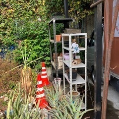 【無料】鉢植え 植物 水槽