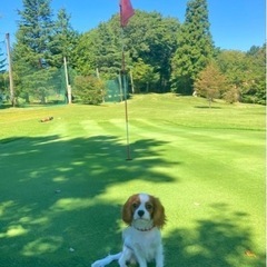 ゴルフ仲間募集⛳️