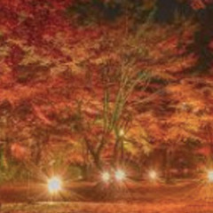 <11/21-12/3><単日OK> 紅葉ライトアップイベントの案内・誘導など＠新宿の画像