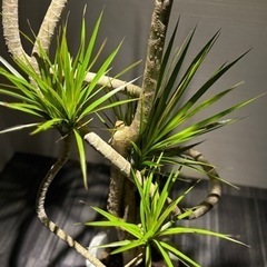 ドラセナ・コンシンネ