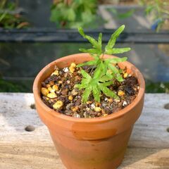 小さな観葉植物鉢植え、カニクサです