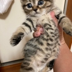 かわいいキジトラちゃん🐱里親さん決まりました。