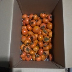 種あり柿　10キロ