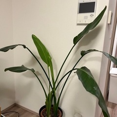 観葉植物　オーガスタ