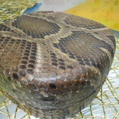 A8現品販売14.980円　蛇皮強化(二重張)型チーガ(三線胴)　貴方だけの三線を創ろう A8現品販売14.980円 蛇皮強化(二重張)型チーガ(三線胴) 貴方