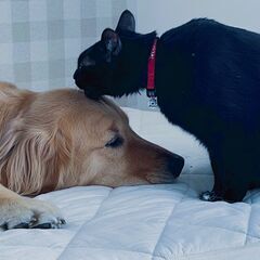 保護猫・保護犬の飼い主さがしサポート　CAT&DOG パートナーズ