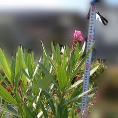 キョウチクトウ