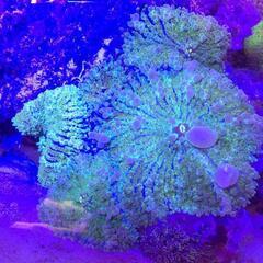 5個バブルディスク　サンゴ　珊瑚