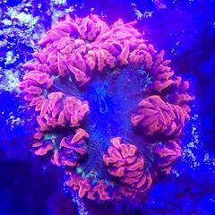 謎のサンゴ　珊瑚　海水魚