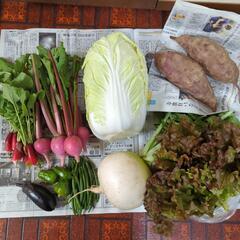 白菜と聖護院と野菜