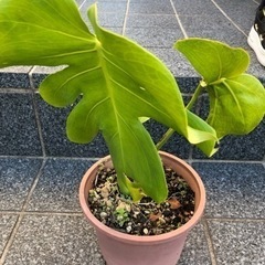 モンステラ　観葉植物