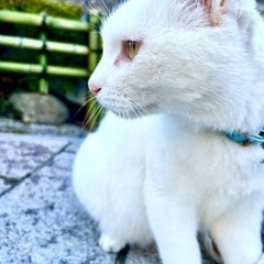 ≪急募≫甘えん坊の男の子🐈🐾