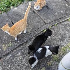 子猫5匹‼️どなたかお願いします − 福岡県