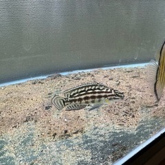 熱帯魚　アフリカンシクリッド