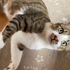 ちょいデブ猫ピチピチです − 島根県