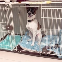 犬　ケージ　中型犬用