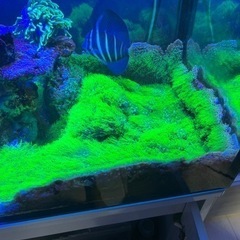 サンゴ スターポリプ メタリックグリーン ロングポリプ