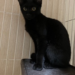 黒猫さん