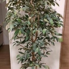 観葉植物（人工）のベンジャミン