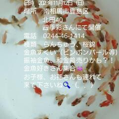 今年最後の金魚販売会