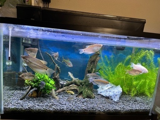 熱帯魚！60ｾﾝﾁ水槽、上部フィルター、ライト、ヒーター等込み