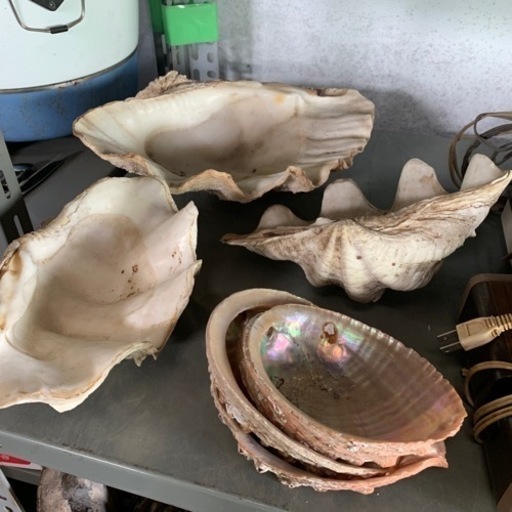 シャコガイ　他