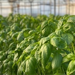 【沖縄産】香り高い新鮮スイートバジル🌿🌿