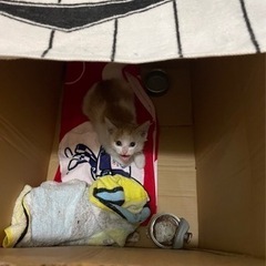 子猫　里親募集中　届け出確認済み