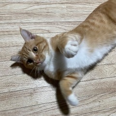 茶太郎くん🐈茶白の男の子　生後10ヶ月くらい