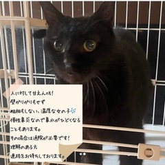 黒猫　８歳　大人猫　譲渡会参加 - 名古屋市
